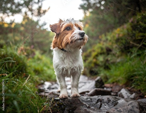 Wet Dog on Rocky Trail in Lush Forest