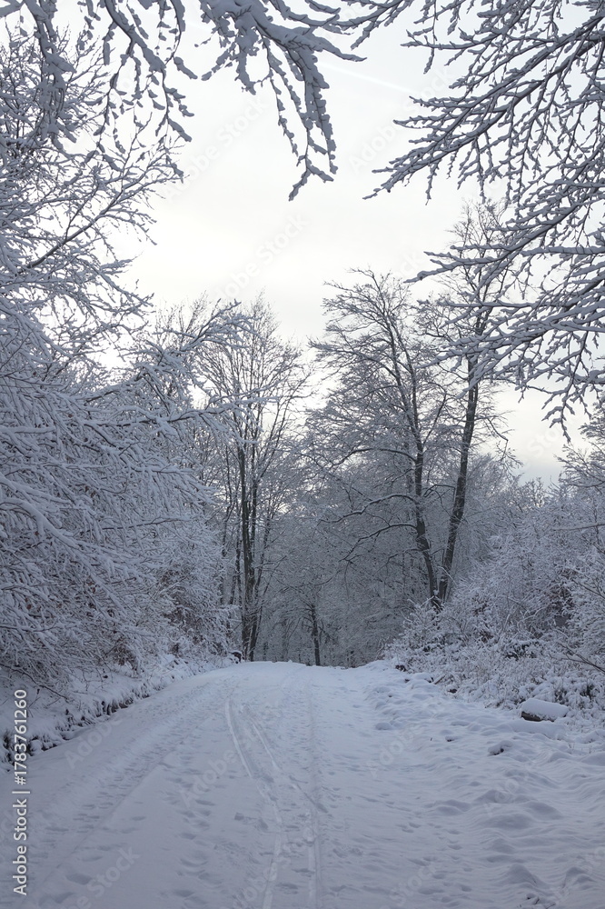 Fototapeta premium Waldweg im Winter