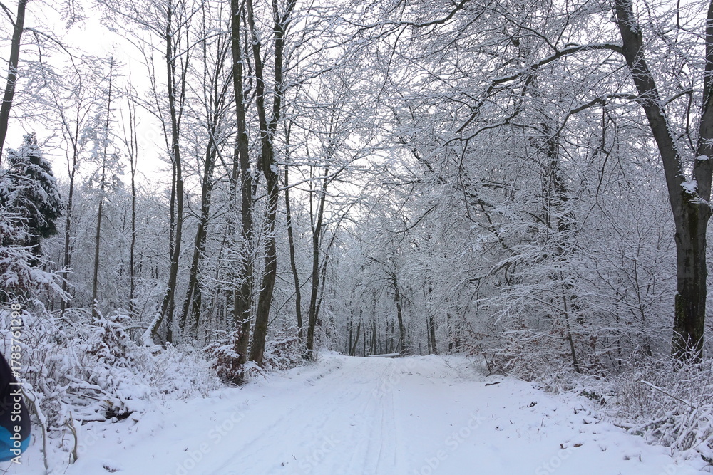 Fototapeta premium Waldweg im Winter