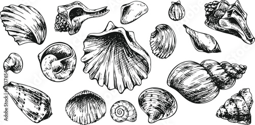 Elegant seashell collection ideal for nautical designs, beach-themed invitations, or charming coastal decor projects with vintage marine life elements and detailed texture