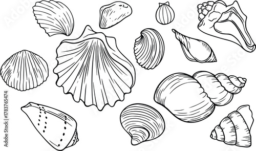 Elegant seashell outlines offer a classic coastal vibe for invitations, stationery, or branding projects evoking summer beach vibes, nautical themes, and ocean serenity