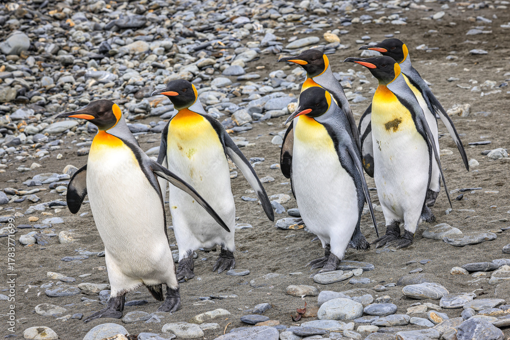 Obraz premium Marching King Penguins (Aptenodytes patagonicus), Fortuna Bay, South Georgia 