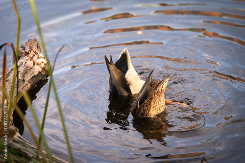 Mallard duck feeding in pond