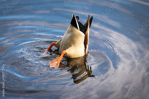 Mallard duck feeding in pond