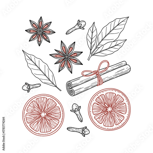 Hand-drawn winter herbs and citrus for mulled wine