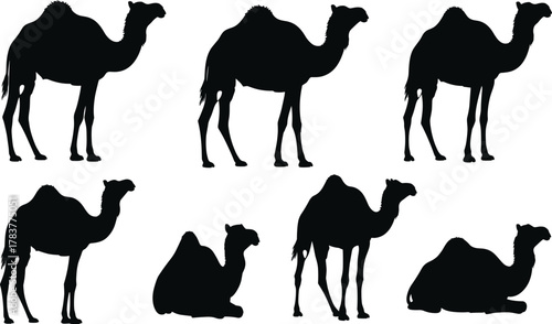 Camel silhouettes collection, desert wildlife vector illustration, Bactrian camels standing and sitting, animal posture design elements for nature, travel, culture themes