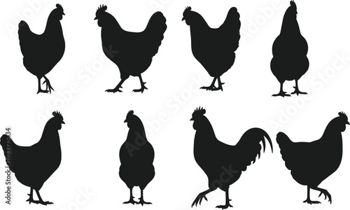 Chicken silhouette illustration, rooster and hen vector, farm animal graphic art, poultry design, black silhouette collection, walking chicken pose, agricultural icon