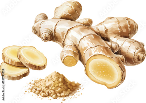 Ginger root spice illustration with slice powder