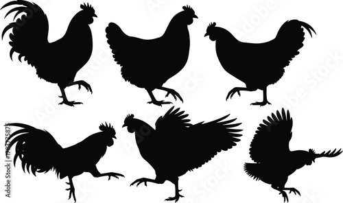 Chicken silhouette, rooster silhouette, hen silhouette, poultry silhouette, farm animal silhouette, bird silhouette, flying chicken, walking chicken, standing chicken, black silhouette, 