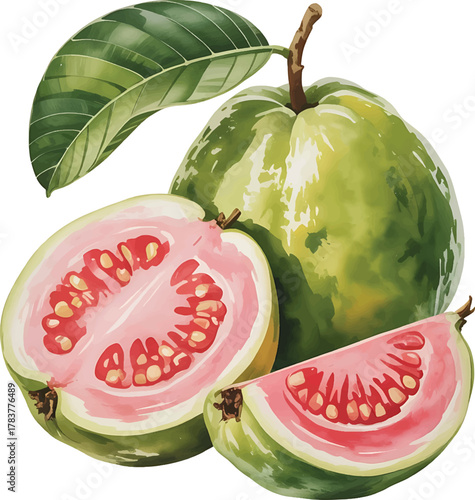 guava fruit with leaf and slices Watercolor illustration