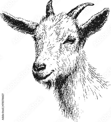 Goat head portrait with horns and beard stipple engraving vintage vector farm animal illustration