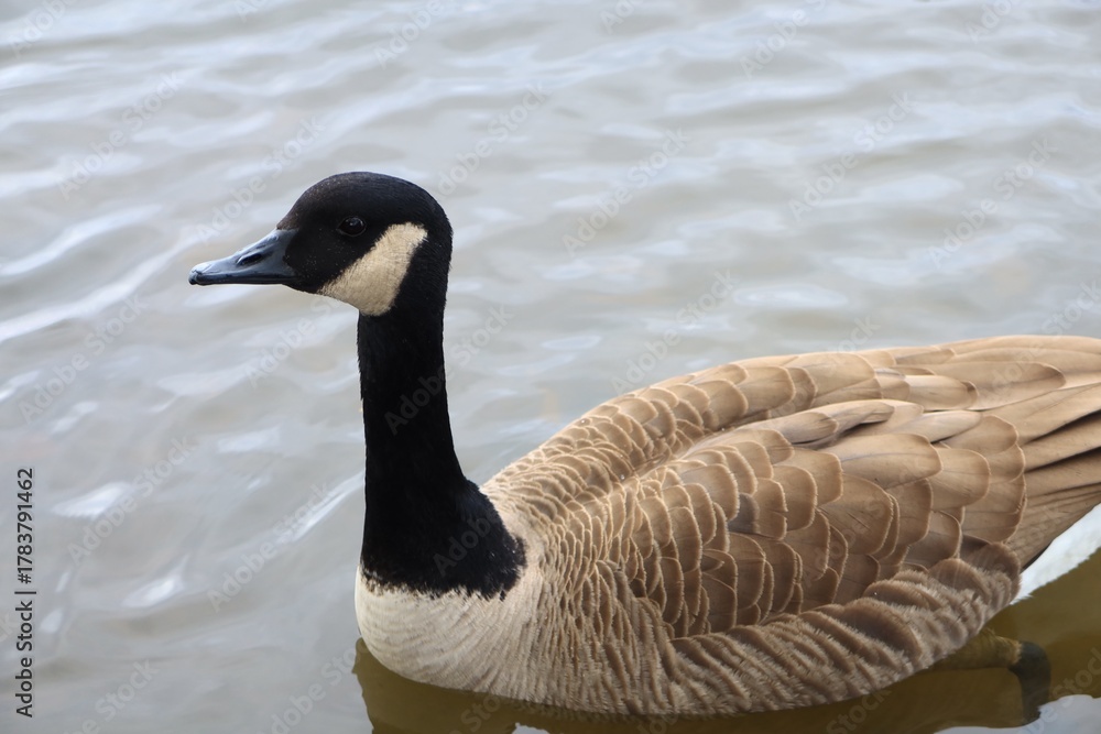 Fototapeta premium Canada goose relaxing in the river