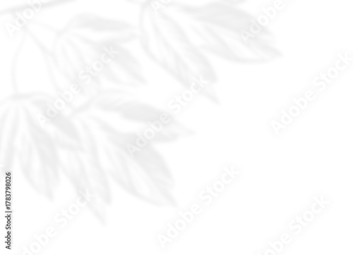 Palmate Leaf Shadow Overlay