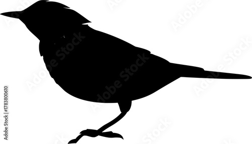 silhouette of a bird