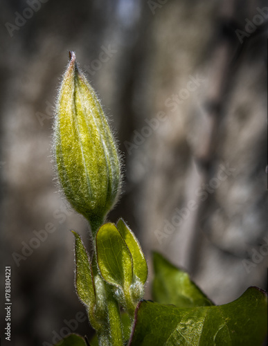 Clematis just before flowering