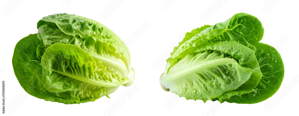 Obraz premium Organic Baby Cos Lettuce with Water Droplets