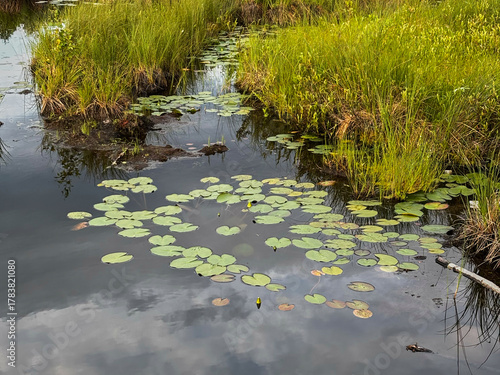A serene pond with green lily pads floating on the water's surface. Surrounding grass is lush and vibrant, reflecting a peaceful natural environment.