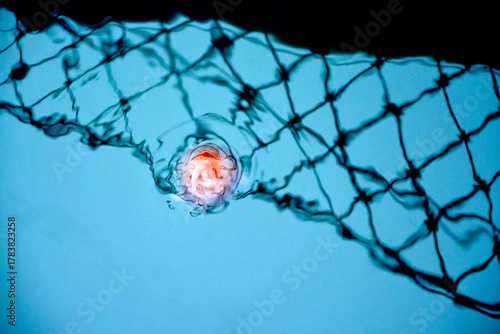 jellyfish in tranyuil water with net reflection