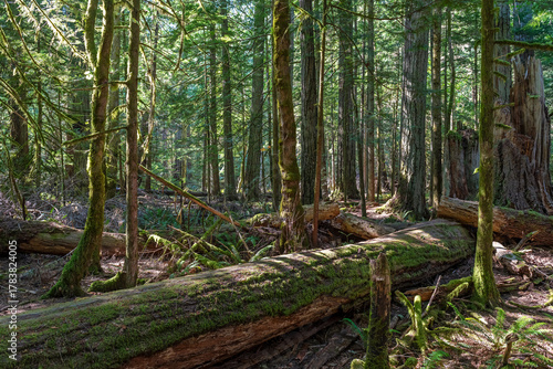 Ancient forest trees in Macmillan provincial park, Vancouver Island, British Columbia, Canada.