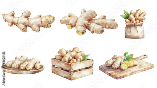 Ginger Roots in Various Presentations Healthy Ingredient for Cooking and Wellness