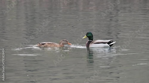 mating season of mallard ducks on the lake; slow motion