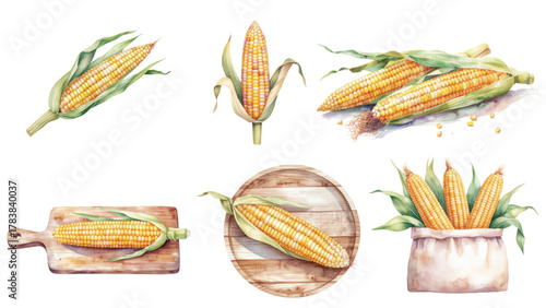 Watercolor Corn Collection Sweet and Fresh Harvest Bounty