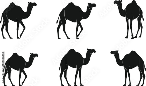 Camel silhouettes collection, desert wildlife vector illustration, black animal shapes in different postures, cultural design elements for travel, nature, Middle East themes