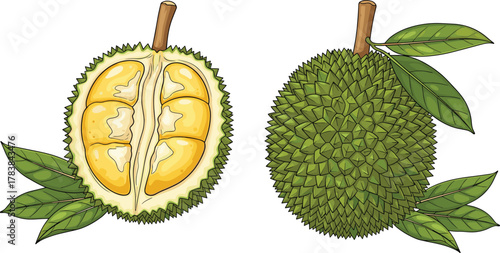 Durian fruit vector set, whole and cut illustration, tropical spiky shell, yellow flesh segments, exotic food graphic, stock artwork