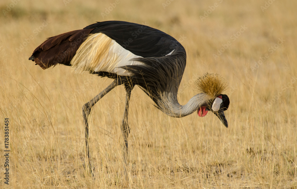 Naklejka premium Grue couronnée, Balearica pavonina, Black Crowned Crane