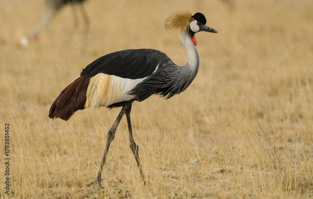 Obraz premium Grue couronnée, Balearica pavonina, Black Crowned Crane