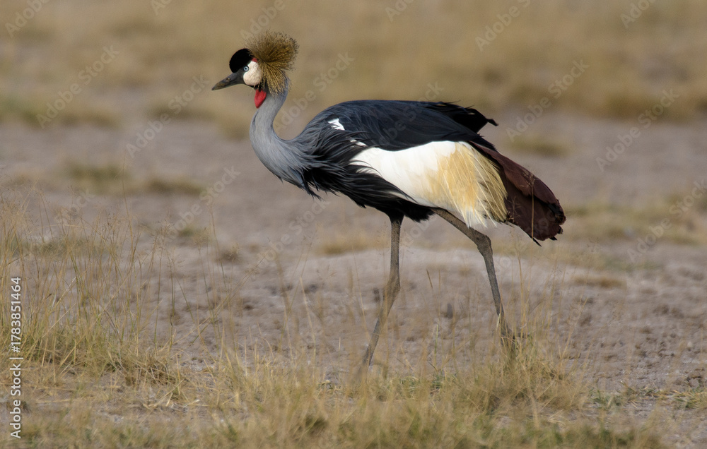 Obraz premium Grue couronnée, Balearica pavonina, Black Crowned Crane