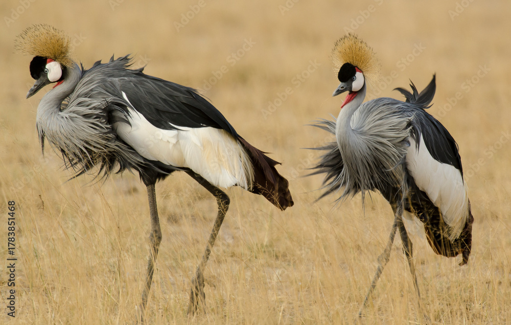 Obraz premium Grue couronnée, Balearica pavonina, Black Crowned Crane