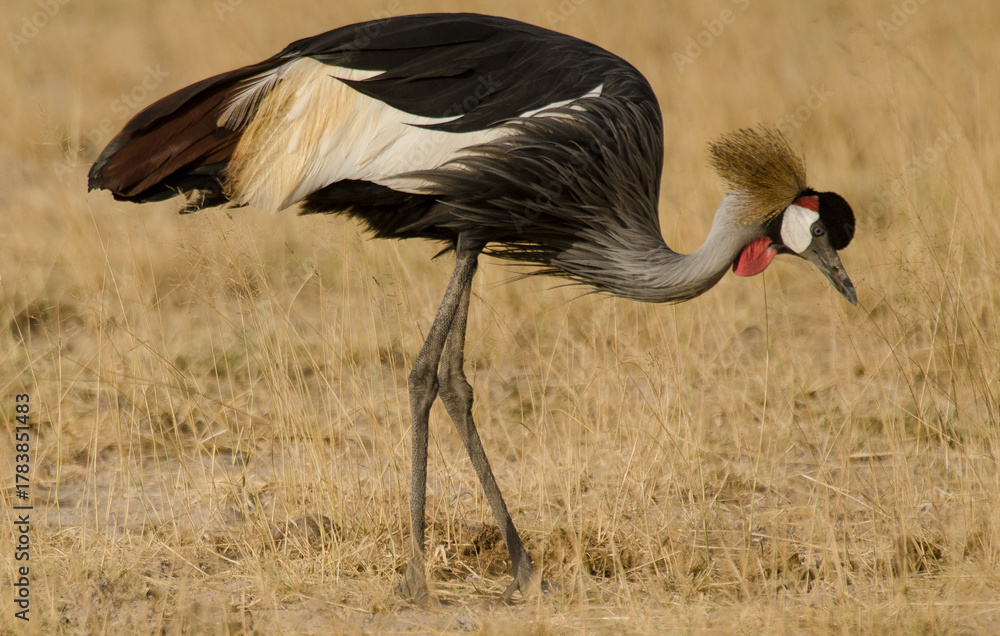Obraz premium Grue couronnée, Balearica pavonina, Black Crowned Crane