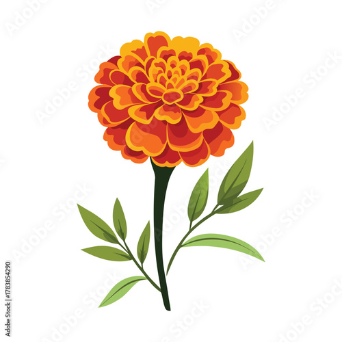 Beautiful marigold in white background