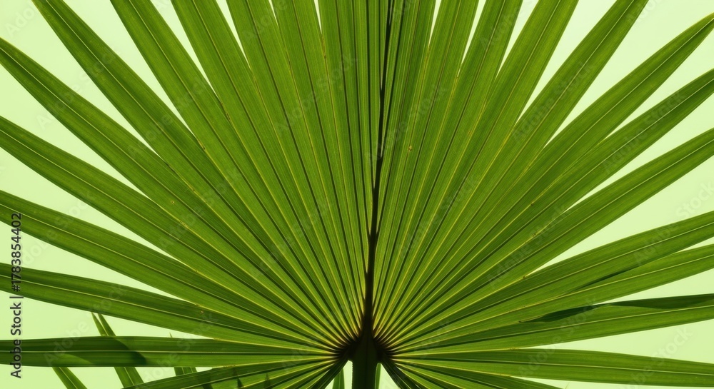 Fototapeta premium Palm leaf, green tropical foliage, palm frond, leafy background