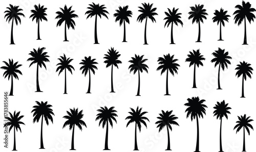 Palm tree silhouettes collection, tropical vector illustration, exotic foliage design elements, black botanical shapes for beach, summer, paradise, island, landscape, nature artwork