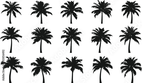 Palm tree silhouettes collection, tropical vector illustration, exotic foliage design elements, black botanical shapes for beach, summer, paradise, island, landscape, nature artwork
