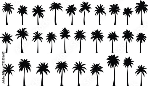 Palm tree silhouettes collection, tropical vector illustration, exotic foliage design elements, black botanical shapes for beach, summer, paradise, island, landscape, nature themes