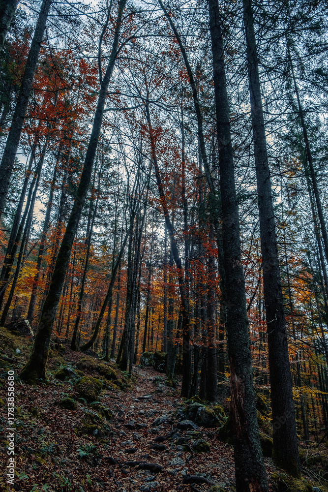 Fototapeta premium Red-Leaves Forest in Autumn – Southern Germany Bavarian Landscape Photograph
