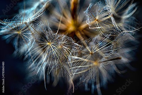 Fotografia Light network of dandelion seeds in gentle motion
Interwoven filaments of dandelion seeds form an airy structure filled