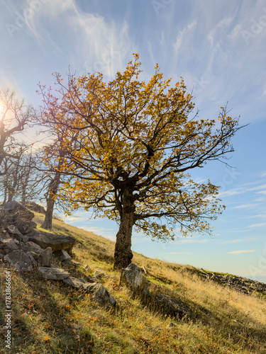 lonely tree on the hill