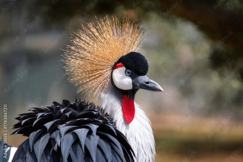 Naklejka premium Close-up profile portrait headshot of a Grey Crowned Crane with copyspace