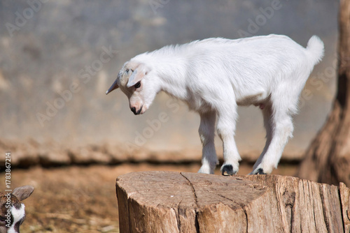A white baby pygmy goat kid playing on a tree trunk on a farm in the countryside