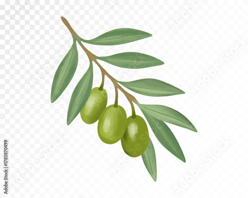 Watercolor vector illustration of olive branch with green olives and leaves, elegant hand-painted design for Mediterranean decor, natural branding, and botanical projects.