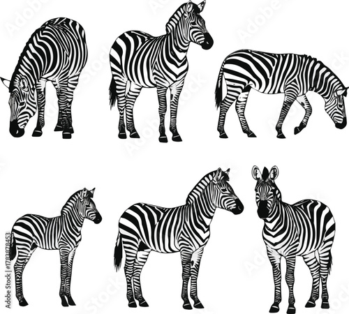  kinds of different zebra vector art silhoueette with white background