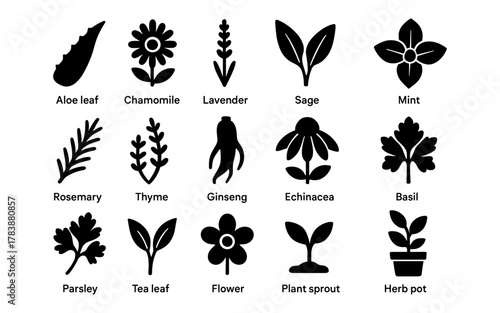 Minimalist herb and leaf silhouettes for botanical designs