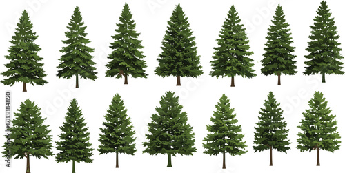 Evergreen trees collection, pine forest elements, conifer silhouettes, botanical diversity, nature background, fir tree shapes, forestry design, isolated green foliage