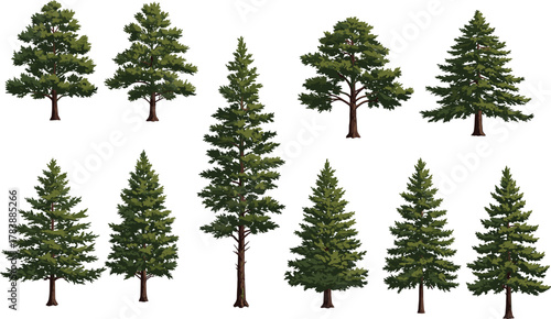 Evergreen trees illustration, coniferous forest design, pine and fir tree silhouettes, botanical diversity, nature elements, landscape art, foliage texture