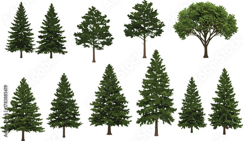 Tree illustration set, coniferous and broadleaf trees, forest elements, botanical drawing, nature clipart, evergreen foliage, landscape design, pine, fir