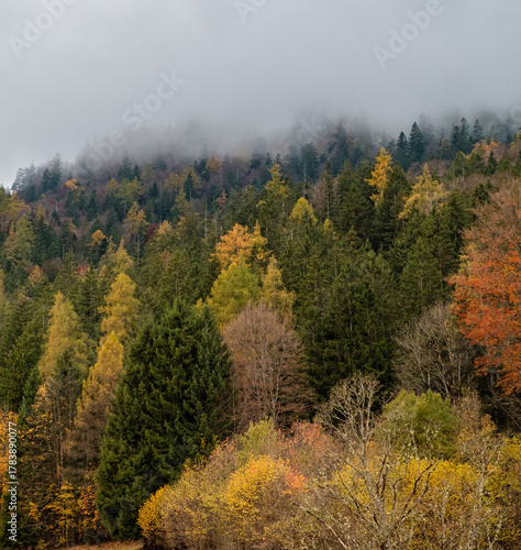 Autumn landscape near Berchtesgarden in Southern Germany with fog. Autumn forest with fog and the view of fail foliage